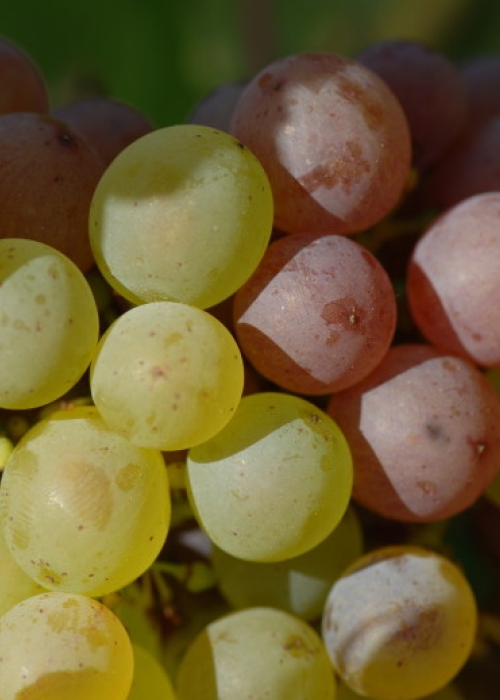 Traminer Farbmutation ANT 1225